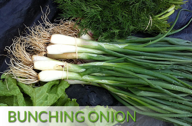 Bunching Onion