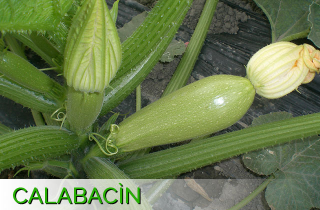 calabacin